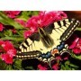 Ravensburger - Puzzle animale colorate fluture 500 piese Ravensburger - 3